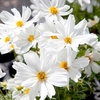 Cosmos Seeds - Apollo