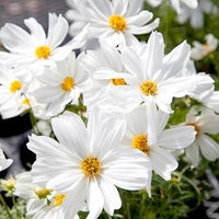 Cosmos Seeds - Apollo