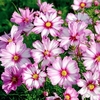 Cosmos Seeds - Capriola
