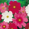 Cosmos Seeds - Early Flowering Sensation Mixed