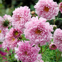 Cosmos Seeds - Rose Bonbon