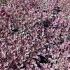 Cotinus cog. 
