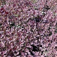 Cotinus cog. 