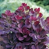 Cotinus cog. Plant - Royal Purple