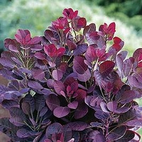 Cotinus cog. Plant - Royal Purple
