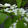 Cotinus cog. Plant - Royal Purple