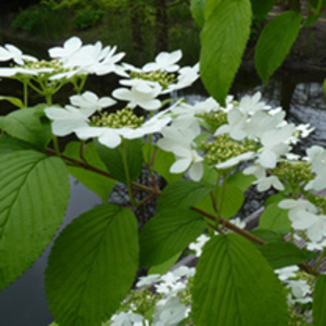 Cotinus cog. Plant - Royal Purple