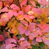 Cotinus cog. Plant - Royal Purple