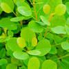 Cotinus cog. Plant - Young Lady