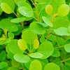 Cotinus coggygria Plant - Young Lady®