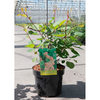 Cotinus coggygria Plant