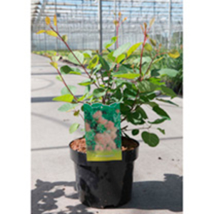 Cotinus coggygria Plant