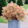 Cotinus Coggygria Young Lady