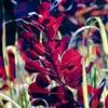Cotinus 