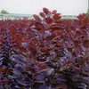 Cotinus Plant - Royal Purple