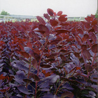 Cotinus Plant - Royal Purple