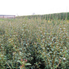 Cotoneaster franchetii Bare Roots - 60/90cm