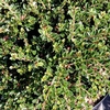 Cotoneaster horizontalis Plant