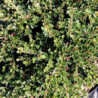 Cotoneaster horizontalis Plants