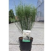 Cotoneaster horizontalis 