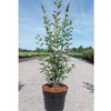 Cotoneaster lucidus Plant