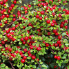 Cotoneaster Plant - Horizontalis