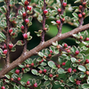 Cotoneaster Plant - Horizontalis Variegatus