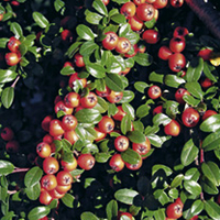Cotoneaster suecicis Plants - Coral Beauty