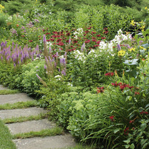Cottage Garden Perennial Mix (18)