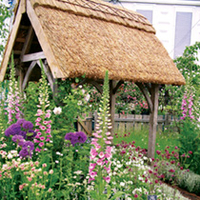 Cottage Garden Perennial Plants - Lucky Dip (18 Plants)