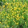 Cotula coronopifolia Plants
