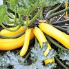Courgette (Organic) Seeds - Golden Zucchini