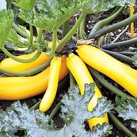 Courgette (Organic) Seeds - Golden Zucchini