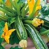 Courgette (Organic) Seeds - Italian Striped