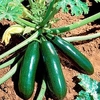 Courgette Plant - Astia
