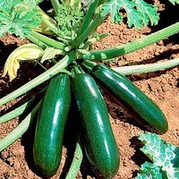 Courgette Plant - Astia