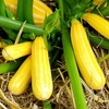 Courgette Plant - Goldmine