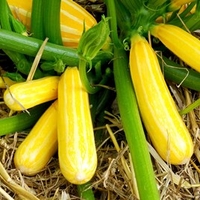 Courgette Plant - Goldmine
