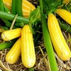 Courgette Plant - Goldmine
