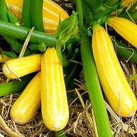 Courgette Plant - Goldmine