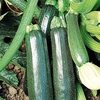 Courgette Plant - Sure Thing