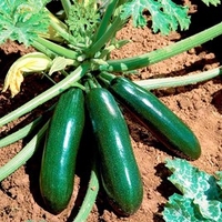 Courgette Plants - Astia