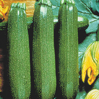 Courgette Plants - F1 Partenon