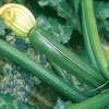 Courgette Plants - F1 Partenon