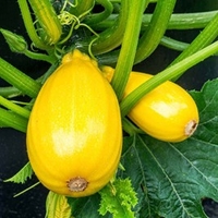Courgette Plants - Golden Griller