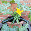 Courgette Plants - Patio Star