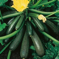 Courgette Seeds - Ambassador F1