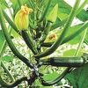 Courgette Seeds - Black Forest F1
