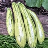 Courgette Seeds - Cocozelle v. Tripolis