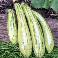 Courgette Seeds - Cocozelle v. Tripolis